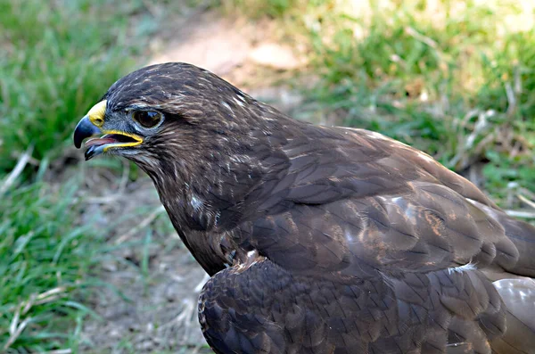 Portrét Harrise Hawka Parabuteo Unicinctus Shora — Stock fotografie