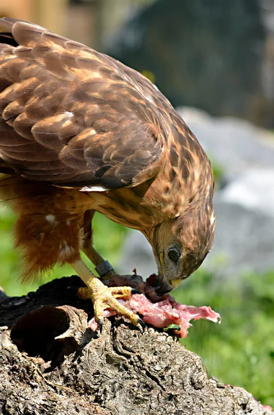 Close Harris Hawk Parabuteo Unicinctus Comer Carne Visto Perfil — Fotografia de Stock