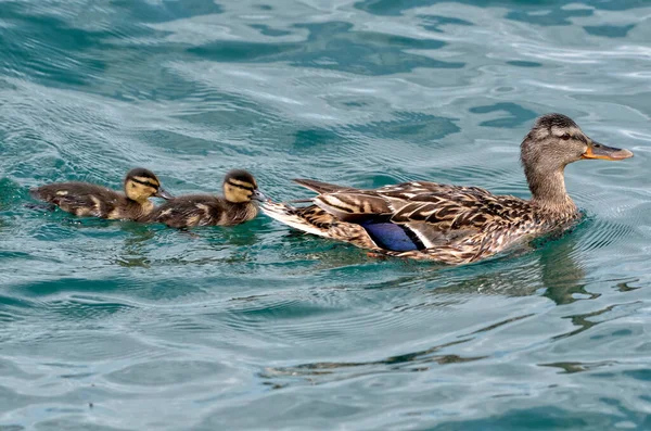 Pato Mallard Fêmea Anas Platyrhynchos Nadando Com Dois Patinhos Lago — Fotografia de Stock