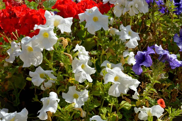Floração Petúnia Surfinia Branca Jardim — Fotografia de Stock