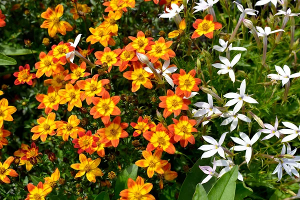 Background Small Oange Yellow Flowers Genus Daisy French Garden — Stock Photo, Image