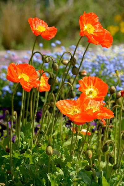 Flores Papoula Vermelha Nos Campos Floridos — Fotografia de Stock