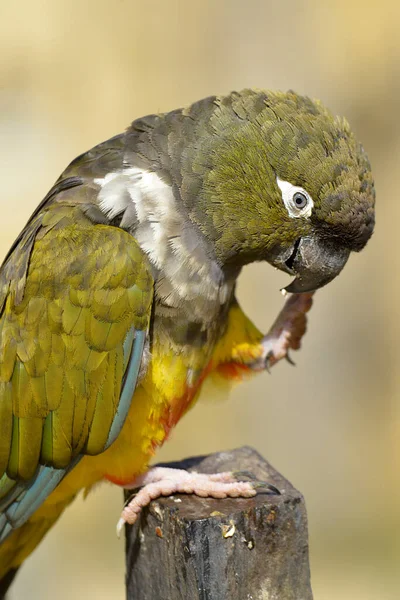 Perfil Burrowing Parrots Cyanoliseus Patagonus Comiendo Alimentos —  Fotos de Stock