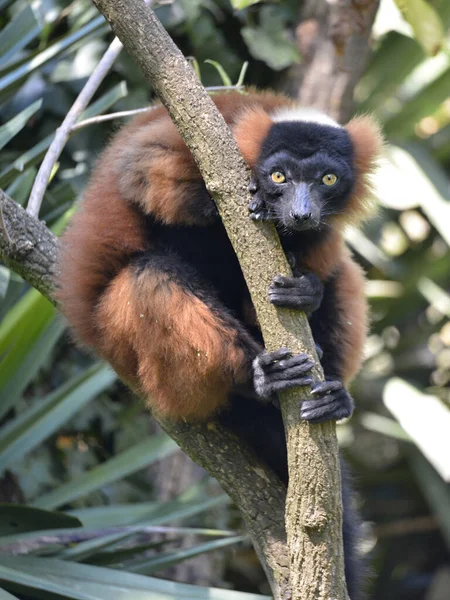 Červený Nafouklý Lemur Varecia Rubra Sedící Větvi — Stock fotografie