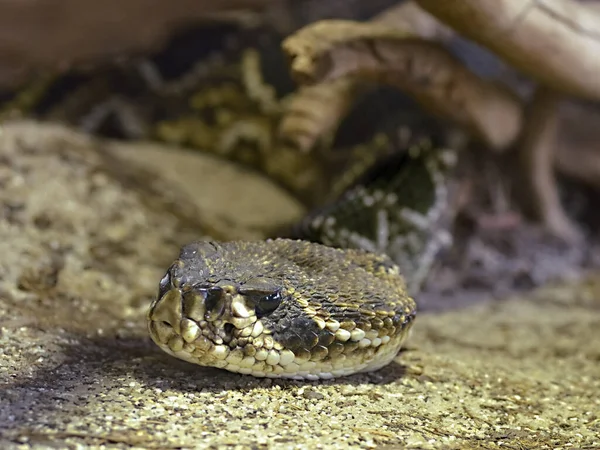 Crotale Dos Diamant Crotalus Adamanteus Est Une Espèce Vipère Venimeuse — Photo