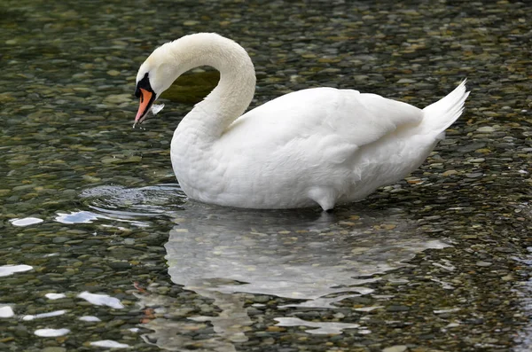 Höckerschwan Cygnus Olor Wasser Und Vom Profil Aus Gesehen — Stockfoto