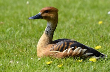 Closeup Fulvous Whistling Duck or fulvous tree duck (Dendrocygna bicolor) lying on grass and seen from profile clipart