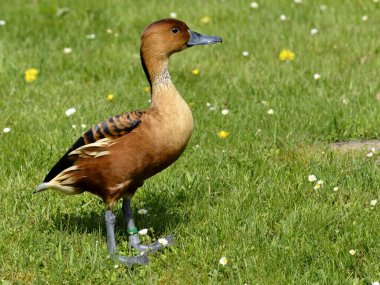Fulvous Whistling Duck or fulvous tree ducks (Dendrocygna bicolor) standing on grass and seen from profile clipart