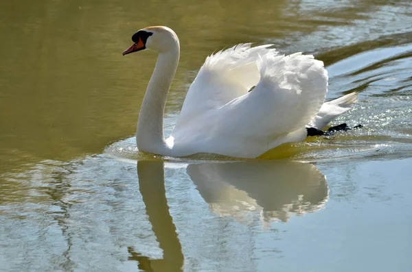 Nahaufnahme Höckerschwan Cygnus Olor Schwimmt Auf Dem Wasser — Stockfoto