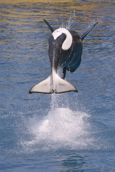 Killer Whales Orcinus Orca Skákání Modré Vody Vidět Zezadu — Stock fotografie