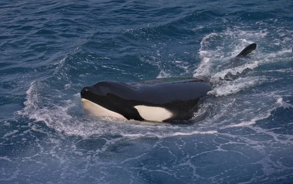 Feche Uma Baleia Assassina Orcinus Orca Nadando Água Azul — Fotografia de Stock