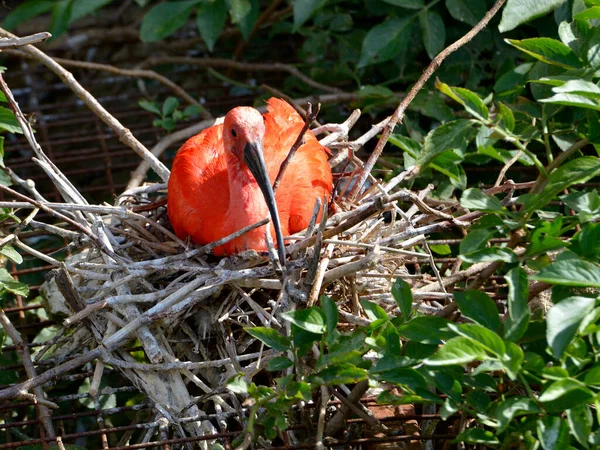 Scharlachroter Ibis Eudocimus Ruber Auf Seinem Nest Inmitten Der Vegetation — Stockfoto