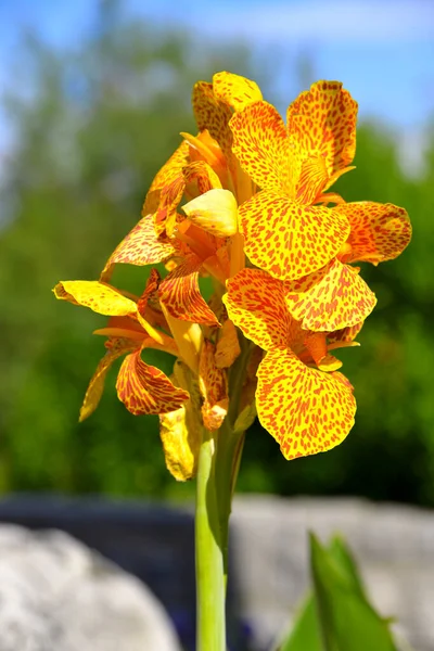 Closeup Spotted Orange Yellow Canna Lily — Stock Photo, Image