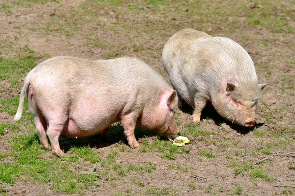 Two Pink Pigs Sus Eating Ground — Stock Photo, Image
