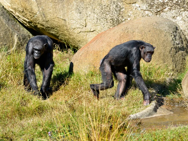 Dwóch Szympansów Troglodytów Pan Spacerujących Trawie — Zdjęcie stockowe