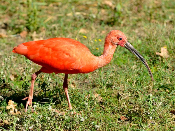 Primer Plano Scarlet Ibis Eudocimus Ruber Sobre Hierba —  Fotos de Stock