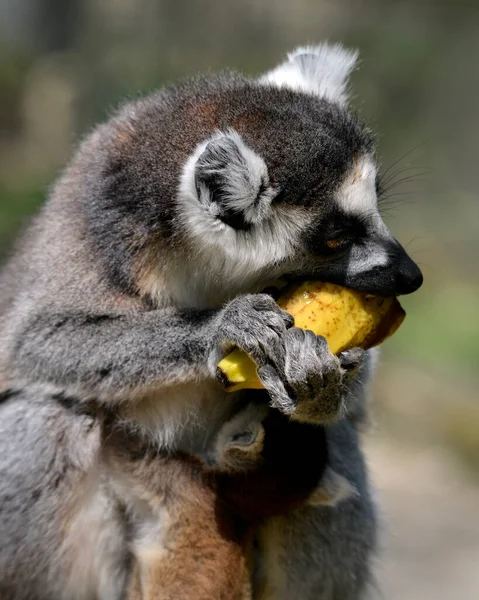 Portrait Lémurien Queue Cerclée Lemur Catta Mangeant Une Banane Son — Photo