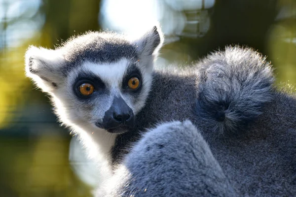 ポートレート リングテール レミュール Lemur Catta — ストック写真