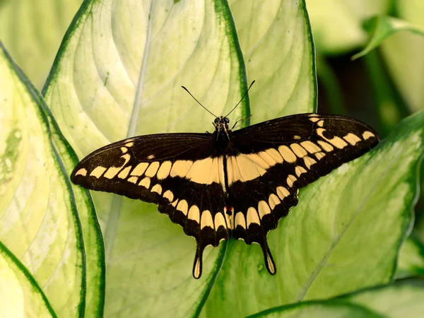 Königsschwalbenschwanz Schmetterling Papilio Thoas Auf Blatt — Stockfoto