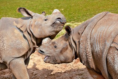 Hintli gergedanın başı (gergedan unicornis) açık ağızlı ve başka bir adamla oynayan. 