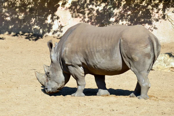 Breitmaulnashorn Oder Vierlippennashorn Ceratotherium Simum Auf Sand Stehend — Stockfoto