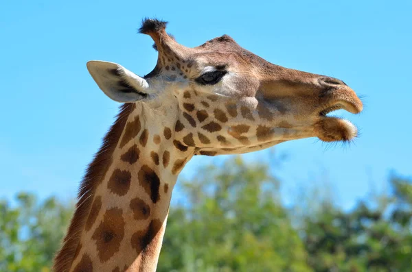 Retrato Girafa Girafa Camelopardalis Visto Partir Perfil Com Boca Aberta — Fotografia de Stock