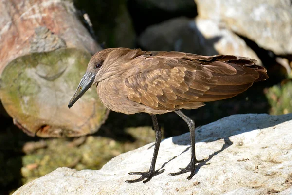 Hamerkop Scopus Umbretta Áll Sziklán Profilból Látható — Stock Fotó