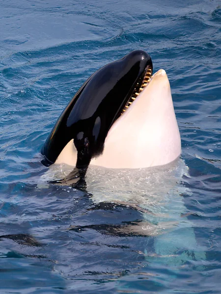 Kopf Des Schwertwals Orcinus Orca Öffnet Maul Blauem Wasser — Stockfoto