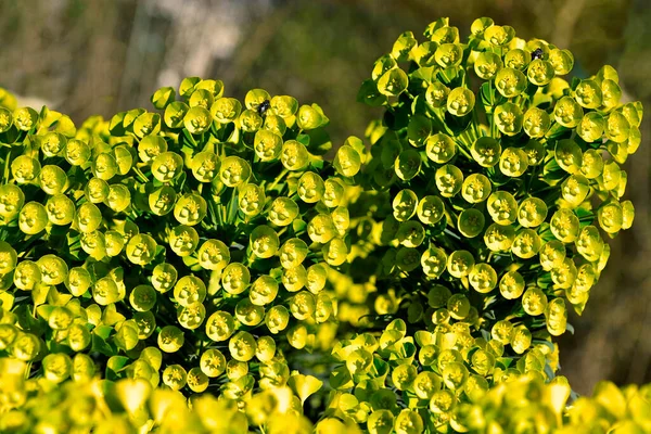 Närbild Euphorbia Characias Trädgården — Stockfoto