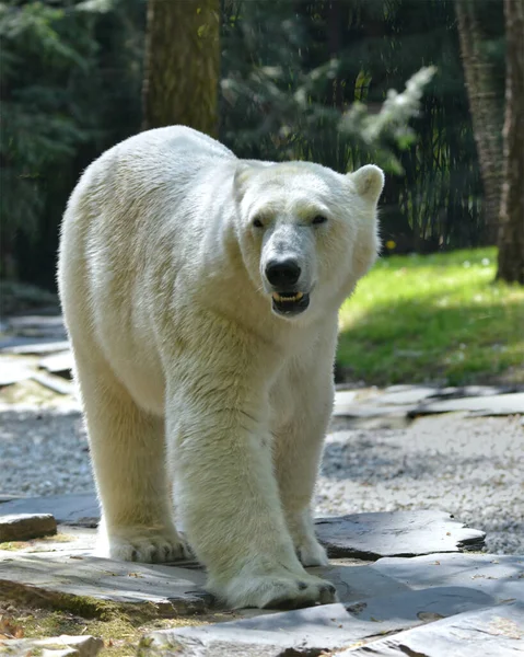 Closeup Polar Bear Ursus Maritimus Walking Stones Seen Front — Stock Photo, Image
