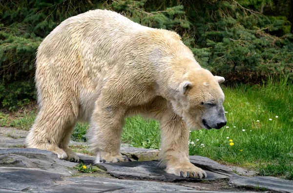 Крупный План Прогулки Белого Медведя Ursus Maritimus Профилю — стоковое фото