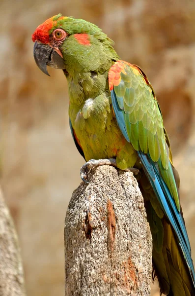 Red Fronted Macaw Ara Rubrogenys Also Called Lafresnaye Macaw Seen — Stock Photo, Image