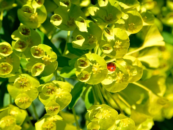Närbild Euphorbia Characias Trädgården Med Fjäril — Stockfoto