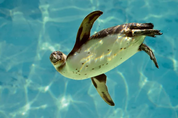 Tučňák Humboldtův Spheniscus Humboldti Plavání Pod Modrou Vodou — Stock fotografie