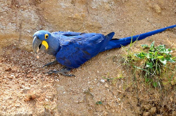 Closeup of Hyacinth macaw (Anodorhynchus hyacinthinus) placed on the ground and seen from above