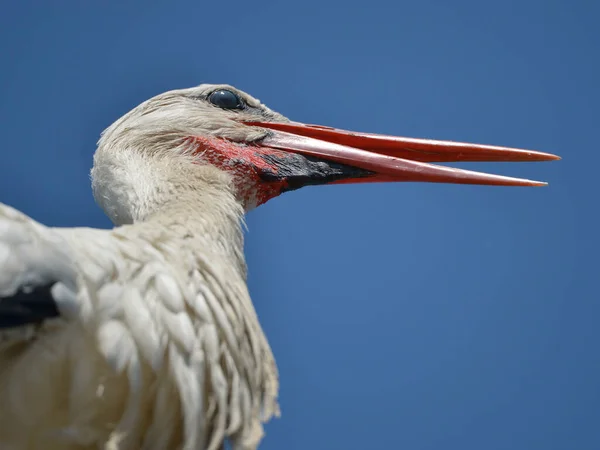 Closeup White Stork Ciconia Ciconia Seen Blue Sky Background Camargue — Stockfoto