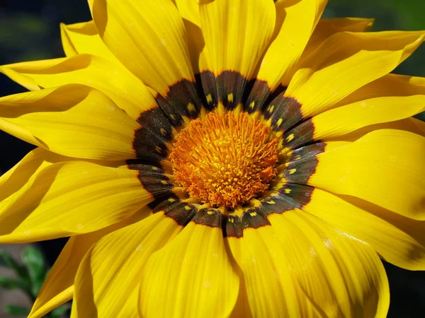 Closeup Yellow Gazanias Its Many Stamens French Garden — Stok fotoğraf