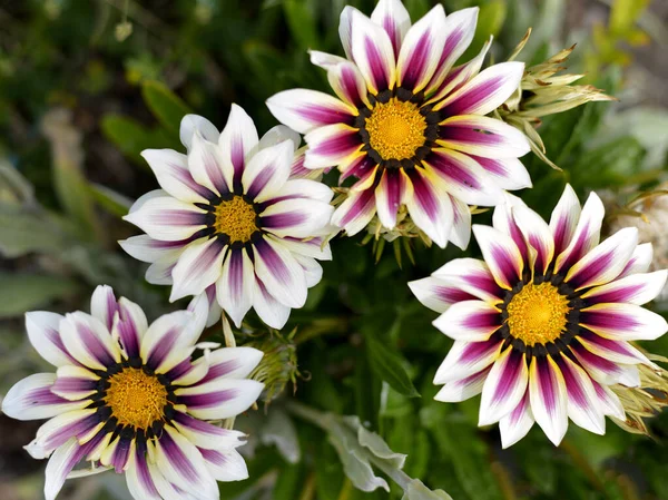 Bahçede kırmızı ve beyaz Gazanias