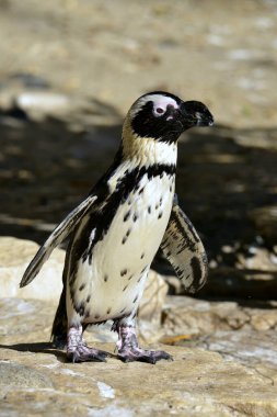 Afrika pengueni (Spheniscus demersus) kayanın üzerinde duruyor