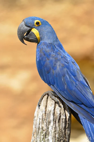 윤곽을 기둥에 수선화 Anodorhyacinth Macaw Anodorhynchus Hyacinthinus — 스톡 사진