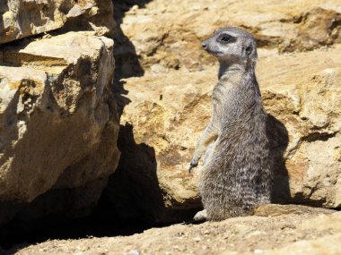 Bir mirketin (Suricata) kayalar arasında gözlem pozisyonunda durması