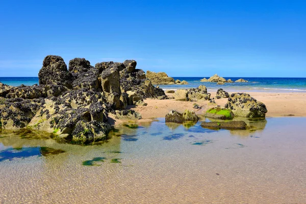 Beach Rocks Mussels Plevenon Commune Peninsula Cap Frhel Ctes Armor — Stock Photo, Image