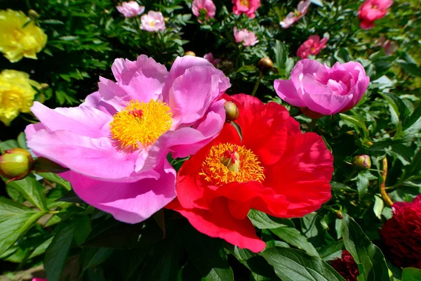 Närbild Rosa Eller Röd Kinesisk Pion Blommor Paeonia Lactiflora Med — Stockfoto