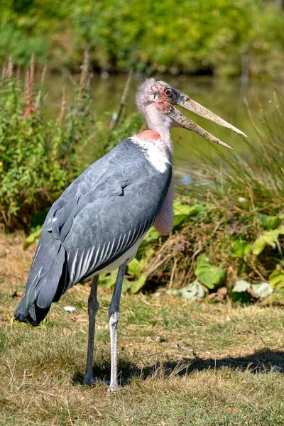 Marabou Leptoptilos Crumeniferus Piedi Sull Erba Becco Aperto Vista Profilo — Foto Stock