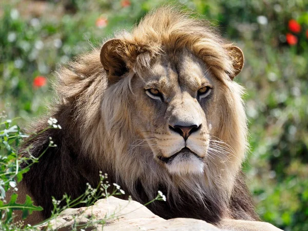 Porträtt Lejon Panthera Leo Sett Framifrån — Stockfoto