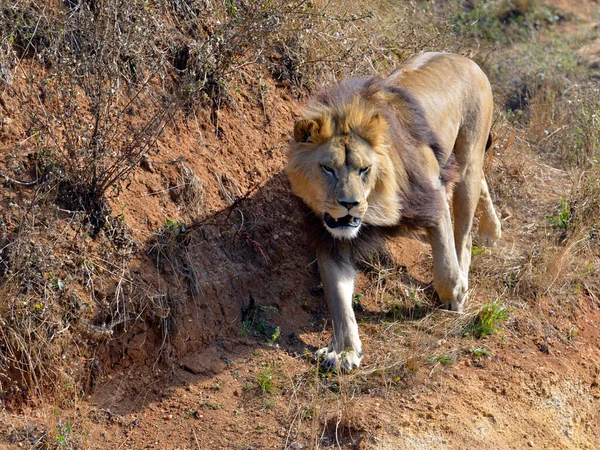 Lion Panthera Leo Marchant Sur Herbe — Photo