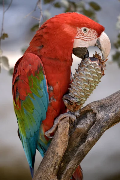 Guacamayo Alas Verdes Ara Chloroptera Comiendo Cono Pino Encaramado Rama — Foto de Stock