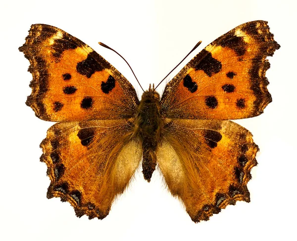 Blackleg Tortoiseshel Lub Large Tortoiseshell Nymphalis Polychloros Izolowany Białym Tle — Zdjęcie stockowe