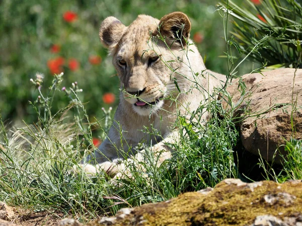 Gros Plan Petit Lion Panthera Leo Couché Milieu Végétation — Photo