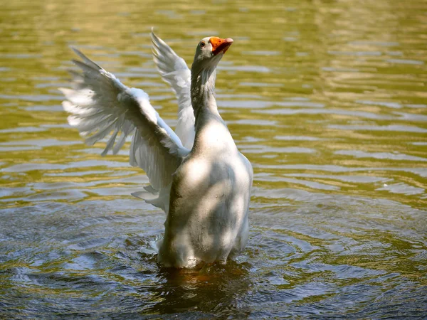 White Goose Anser Anser Domesticus Wings Opened Water — Stock Photo, Image